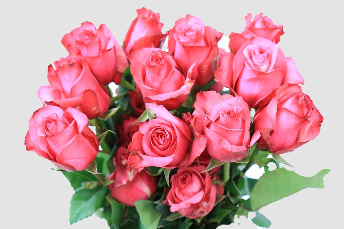 Срезанные цветы оптом Rosa ec lola от 100шт из Голландии с доставкой по России