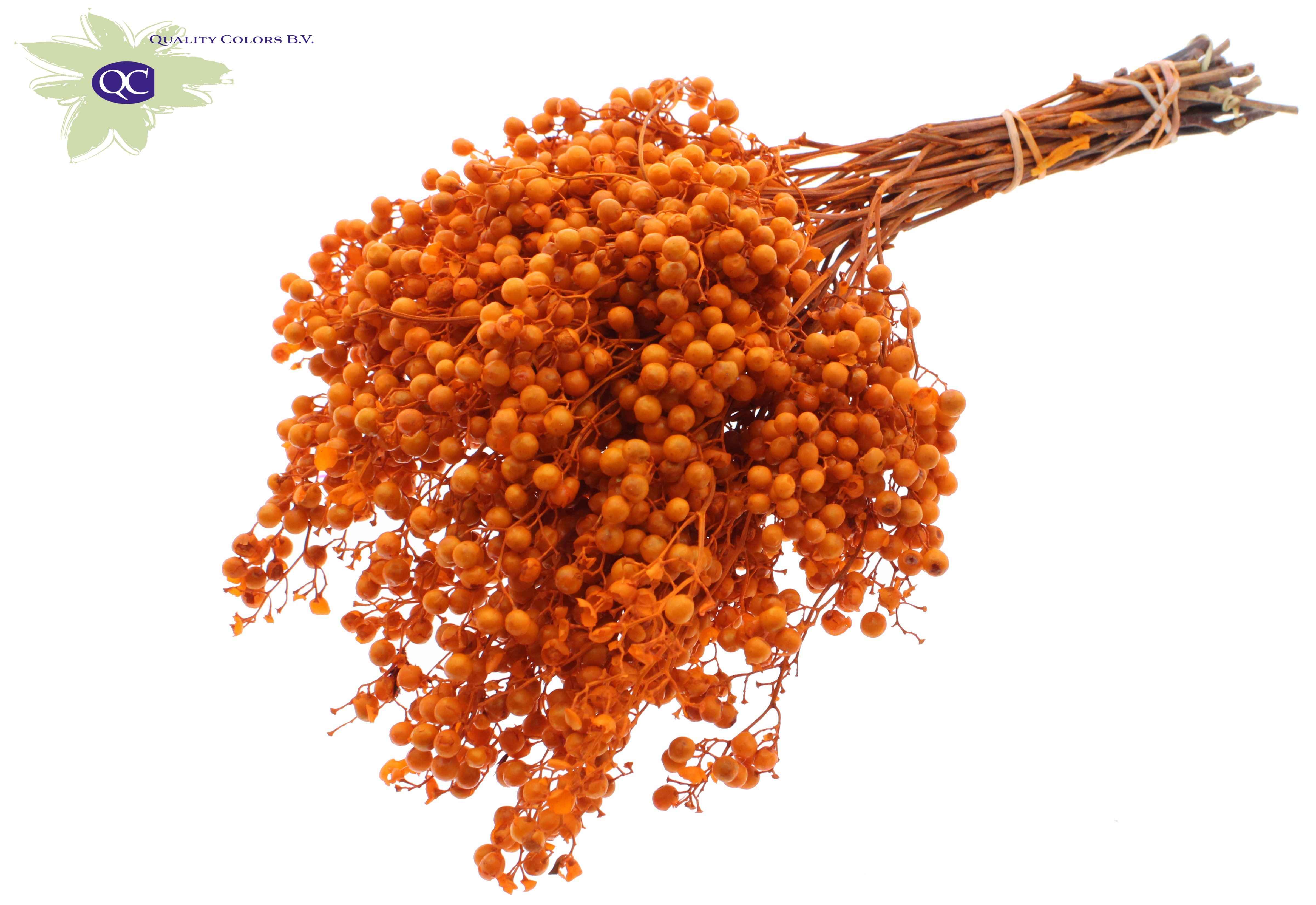 Срезанные цветы оптом Pepperberries per bunch in poly orange от 5шт из Голландии с доставкой по России