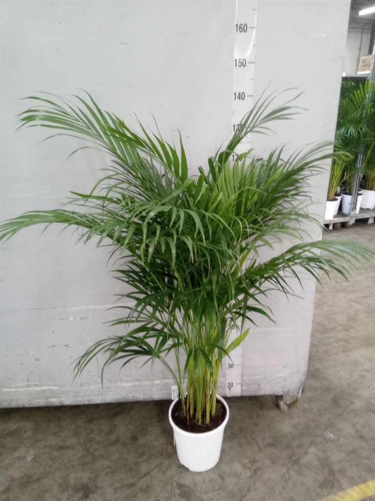 Горшечные цветы и растения оптом Dypsis Lutescens   ...chrysalidoca от 1шт из Голландии с доставкой по России