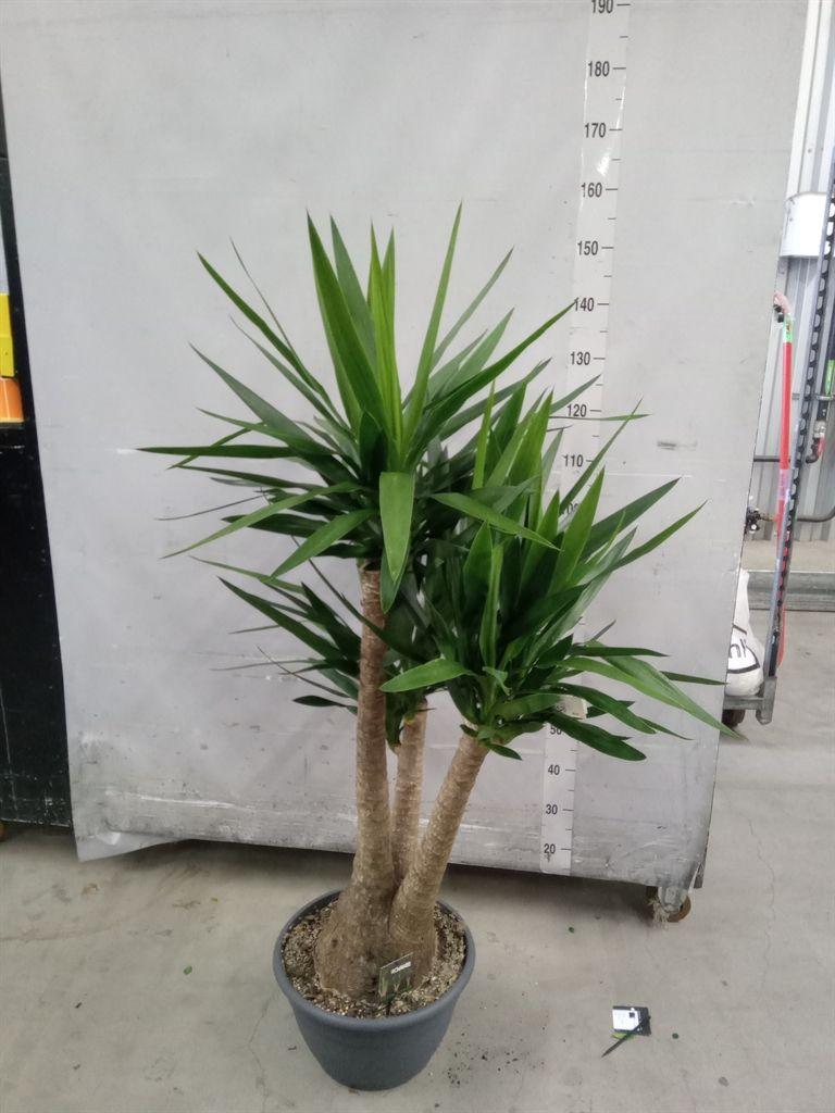 Горшечные цветы и растения оптом Yucca Elephantipes   ... от 1шт из Голландии с доставкой по России