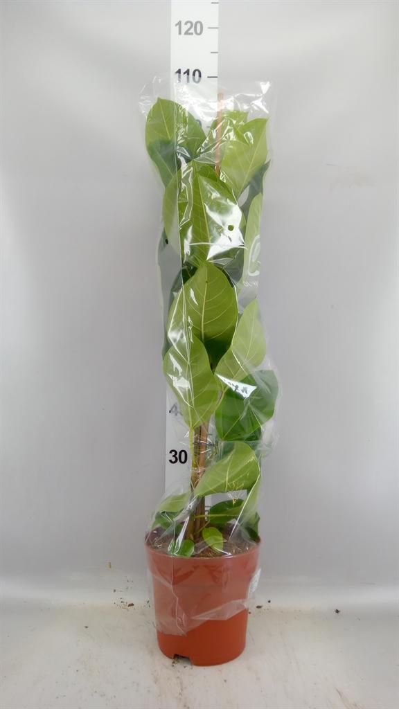 Горшечные цветы и растения оптом Ficus Altissima Yellow от 1шт из Голландии с доставкой по России