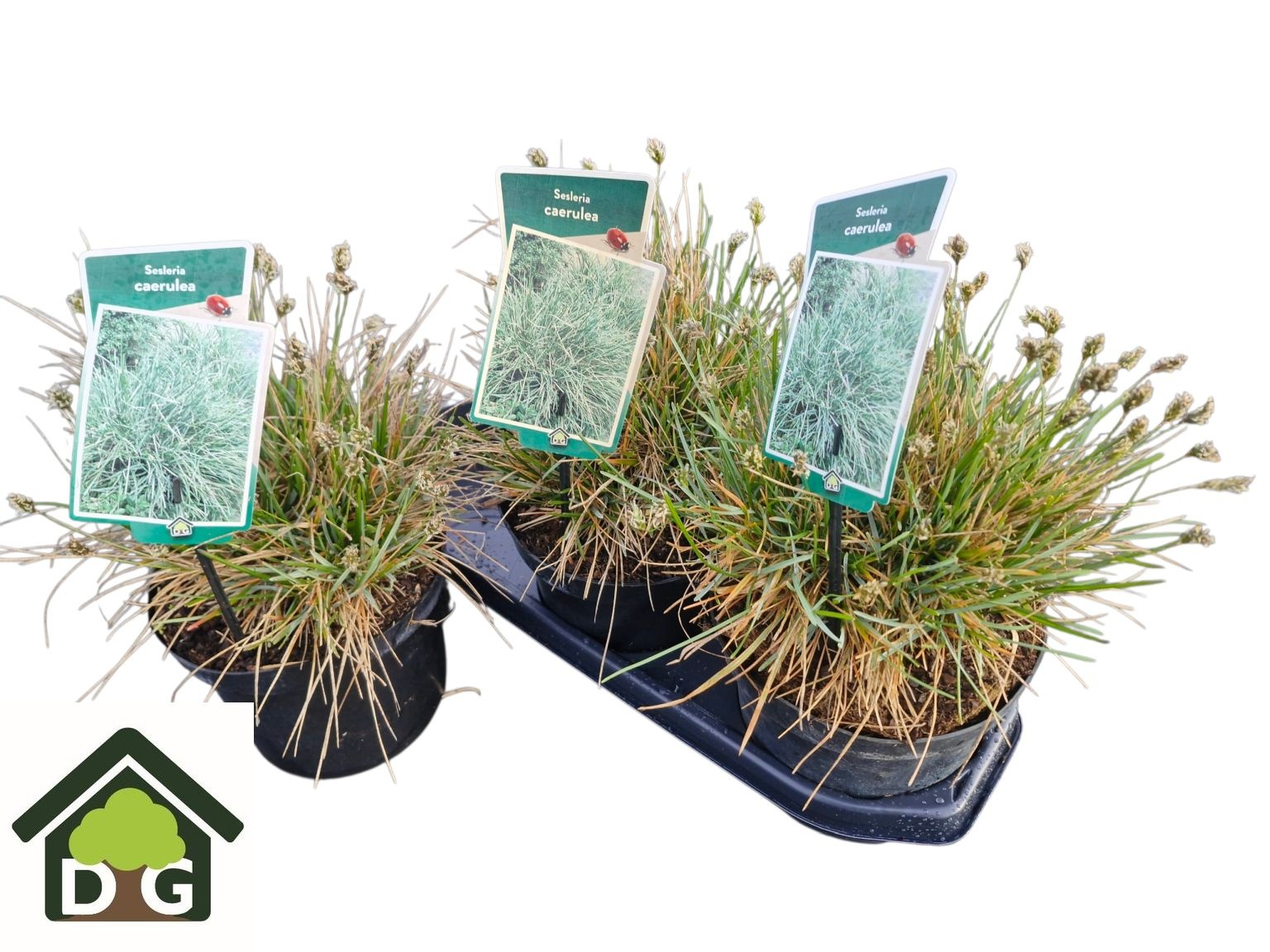 Горшечные цветы и растения оптом Sesleria Caerulea от 3шт из Голландии с доставкой по России