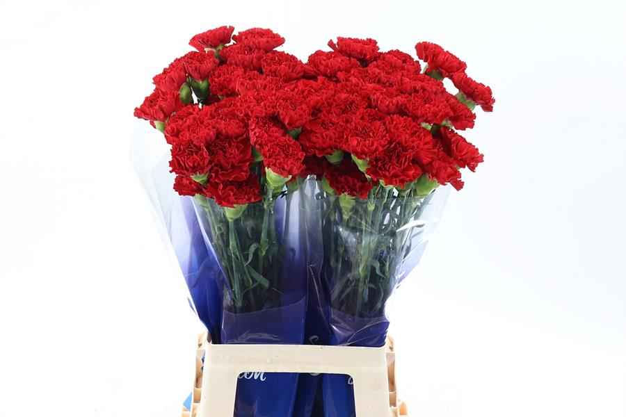 Срезанные цветы оптом Dianthus st red daniko hi от 80шт из Голландии с доставкой по России