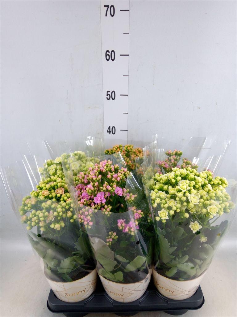 Горшечные цветы и растения оптом Kalanchoe   ... от 6шт из Голландии с доставкой по России