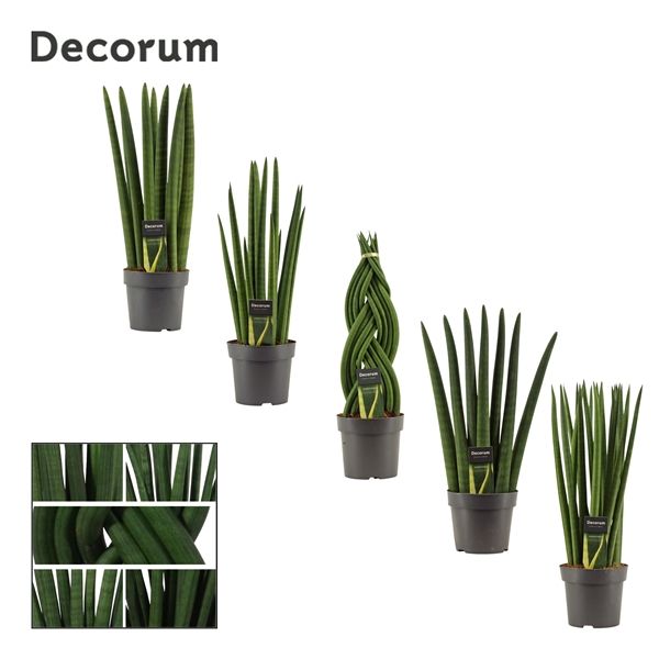 Горшечные цветы и растения оптом Sansevieria Cylindrica Mix (decorum) от 7шт из Голландии с доставкой по России