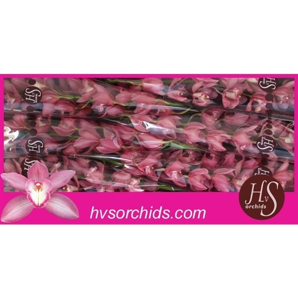 Срезанные цветы оптом Cymbidium pink gerry от 6шт из Голландии с доставкой по России