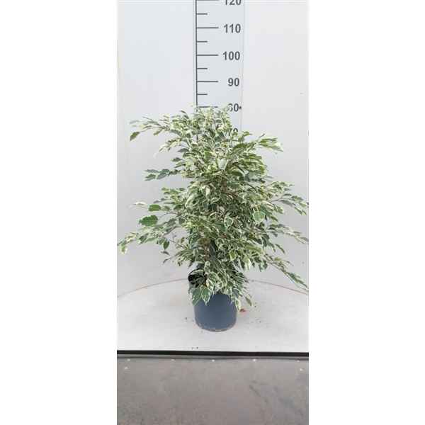 Горшечные цветы и растения оптом Ficus Twilight от 1шт из Голландии с доставкой по России