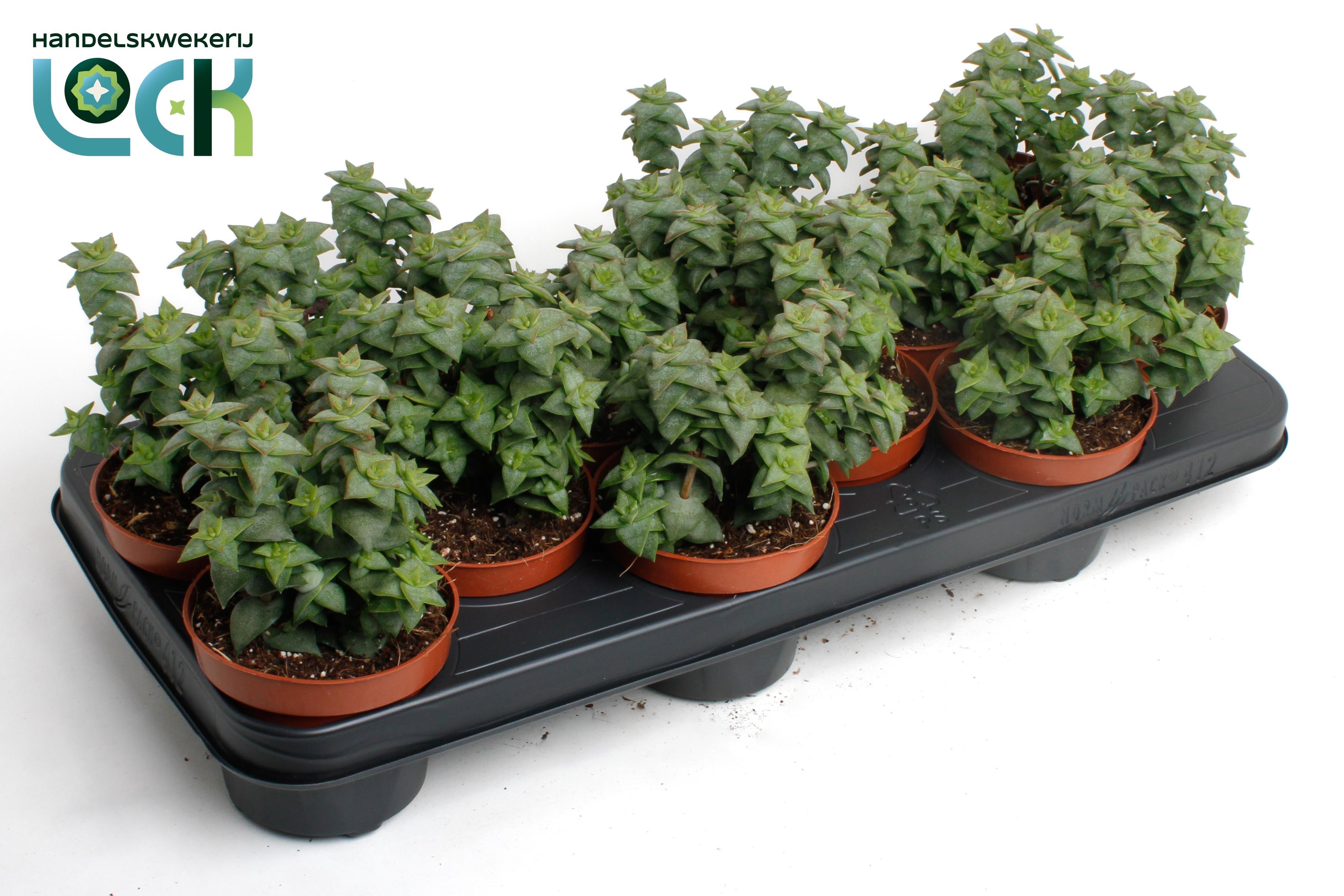 Горшечные цветы и растения оптом Crassula Perforata от 9шт из Голландии с доставкой по России