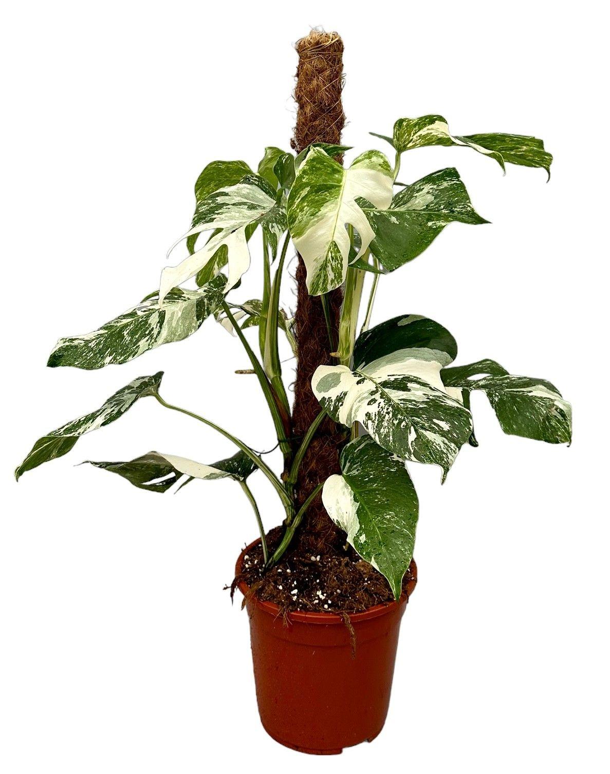 Горшечные цветы и растения оптом Monstera Deliciosa Variegata Mosspole от 1шт из Голландии с доставкой по России