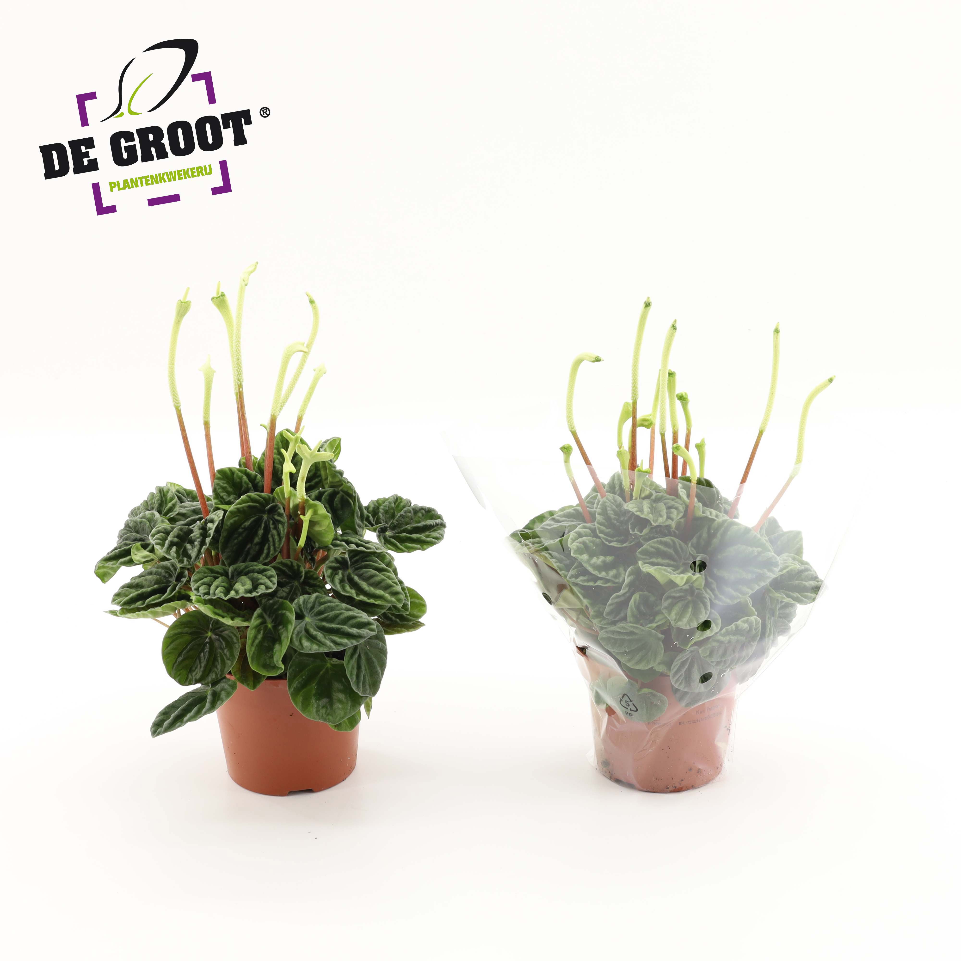 Горшечные цветы и растения оптом Peperomia Lilian + Flowers от 8шт из Голландии с доставкой по России