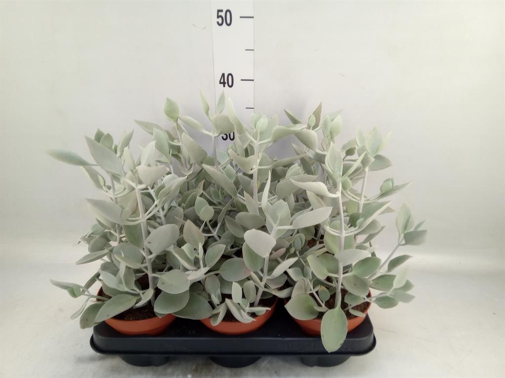 Горшечные цветы и растения оптом Kalanchoe Nf   ... от 6шт из Голландии с доставкой по России