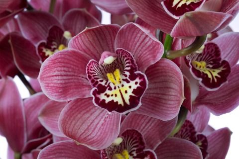 Срезанные цветы оптом Cymbidium pink big berry от 6шт из Голландии с доставкой по России