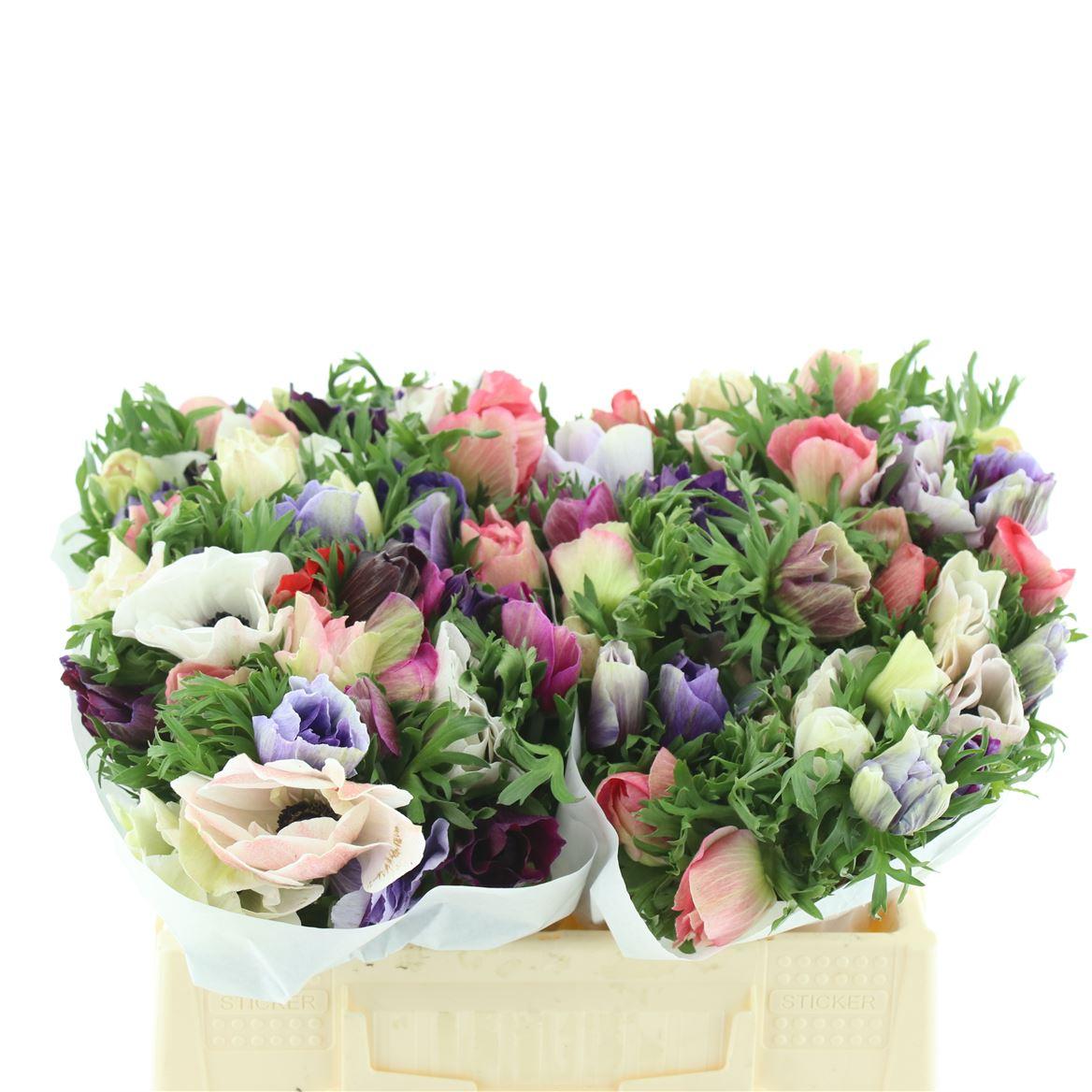 Срезанные цветы оптом Anemone marianne mix in bucket от 100шт из Голландии с доставкой по России