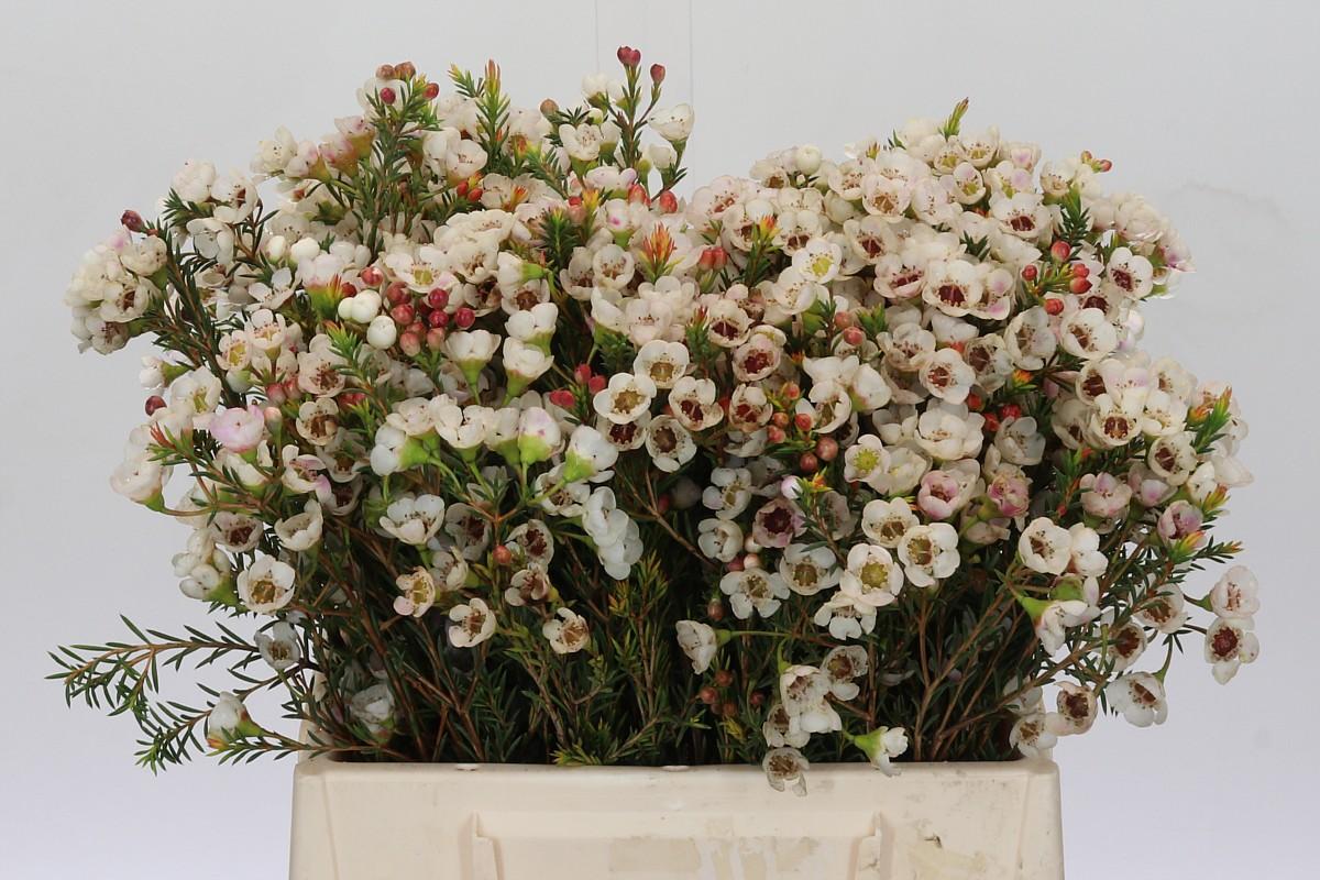 Срезанные цветы оптом Chamelaucium moonlight delight от 25шт. из Голландии с доставкой по России