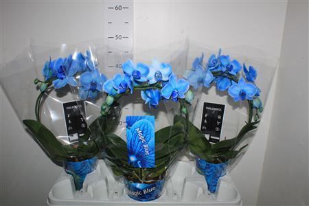 Горшечные цветы и растения оптом Phal Royal Blue Bow 18+ от 3шт из Голландии с доставкой по России