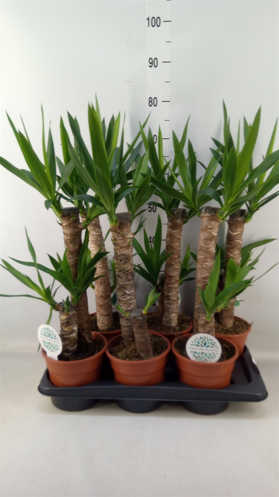 Горшечные цветы и растения оптом Yucca   ... от 6шт из Голландии с доставкой по России