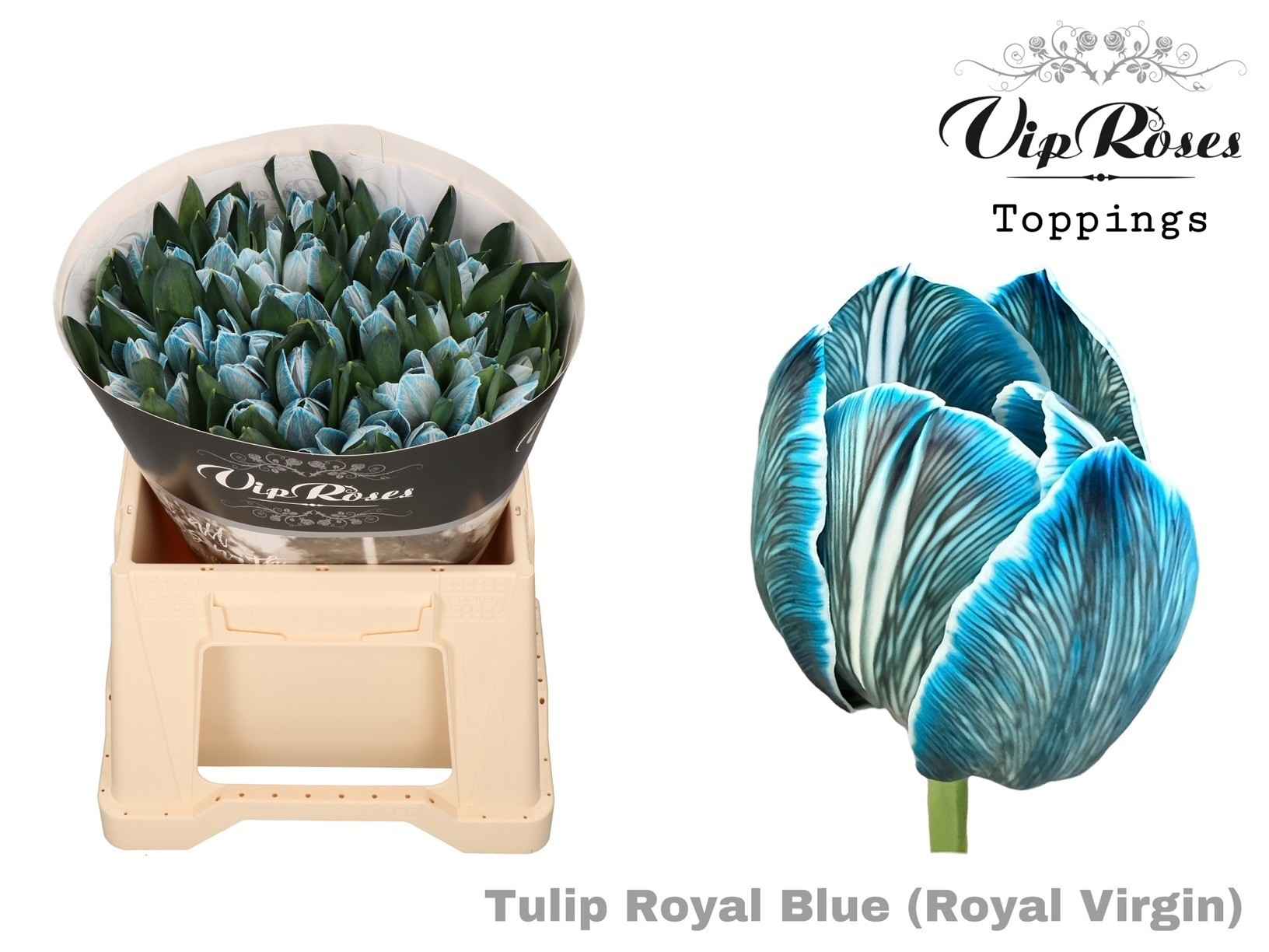 Срезанные цветы оптом Tulipa si paint royal blue от 50шт из Голландии с доставкой по России