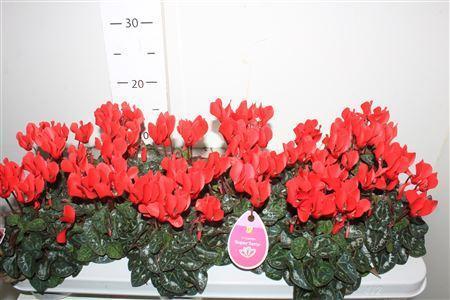 Горшечные цветы и растения оптом Cycl Kl Midori Syn Red от 12шт (для телеги) из Голландии с доставкой по России