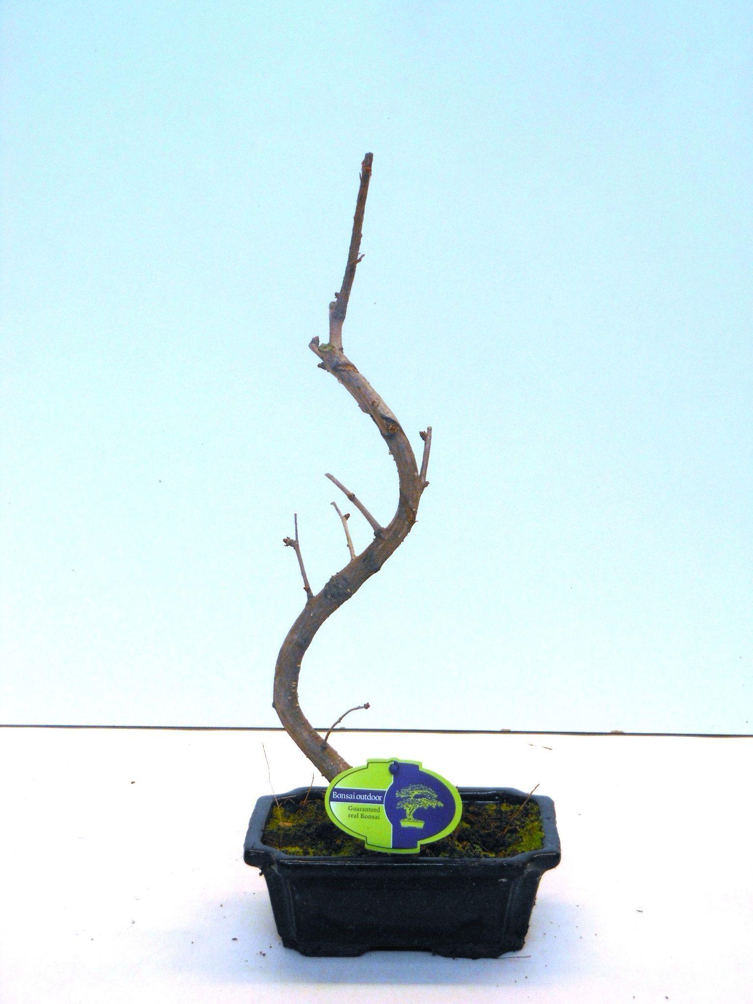 Горшечные цветы и растения оптом Bonsai Ginkgo Biloba Shape от 5шт из Голландии с доставкой по России