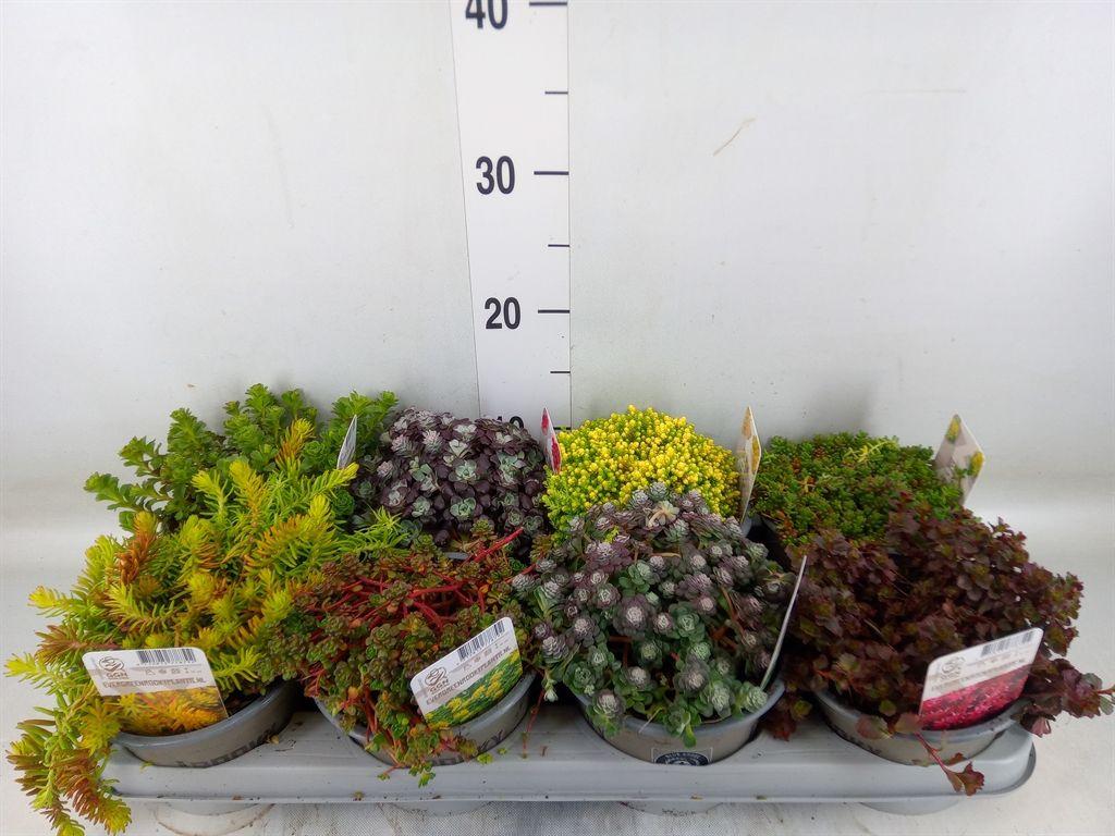 Горшечные цветы и растения оптом Sedum ... от 8шт из Голландии с доставкой по России Горшечные цветы и растения оптом Sedum ... от 8шт из Голландии с доставкой по России