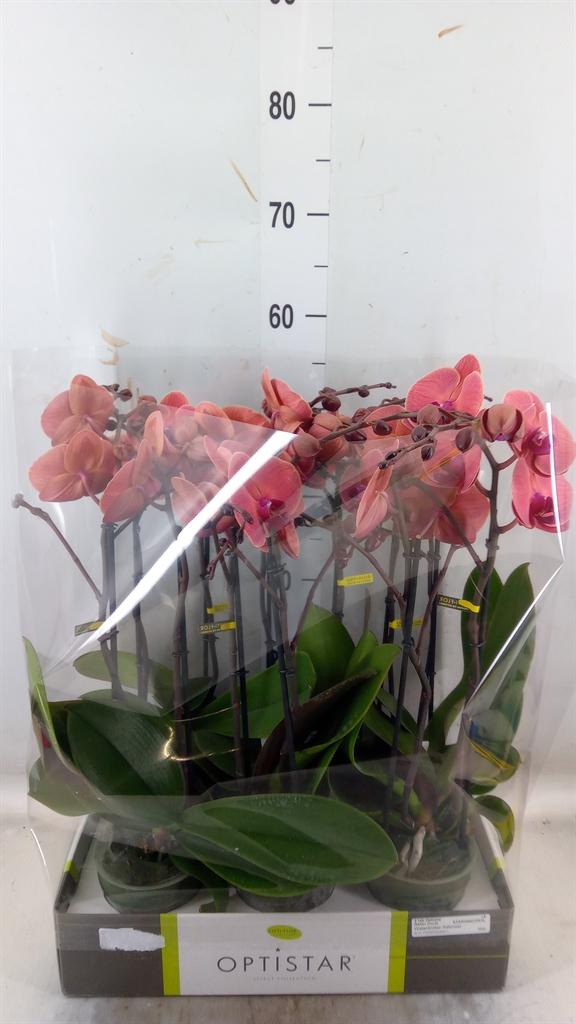 Горшечные цветы и растения оптом Phalaenopsis   ...orange от 6шт из Голландии с доставкой по России
