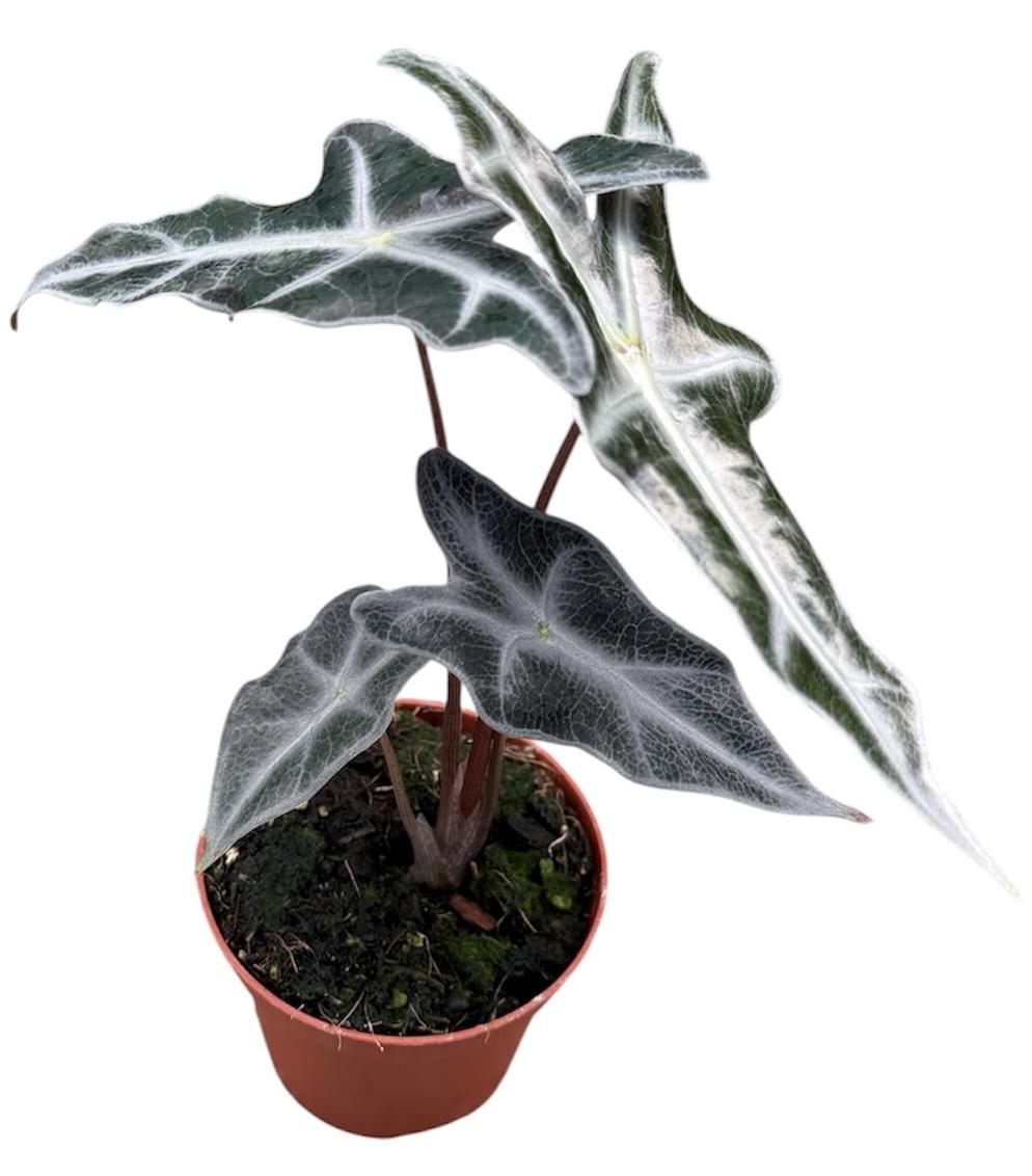 Горшечные цветы и растения оптом Alocasia Nobilis от 1шт (для телеги) из Голландии с доставкой по России