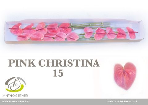 Срезанные цветы оптом Anthurium pink christina от 15шт из Голландии с доставкой по России