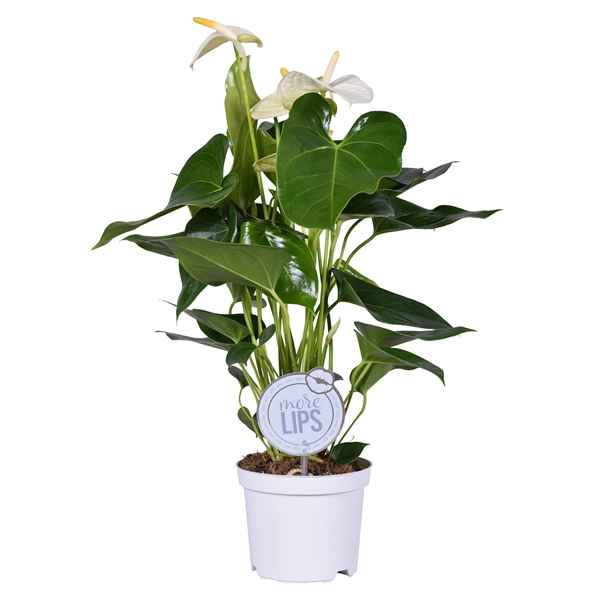 Горшечные цветы и растения оптом Anth An Sharada White 4+ (morelips) от 7шт из Голландии с доставкой по России