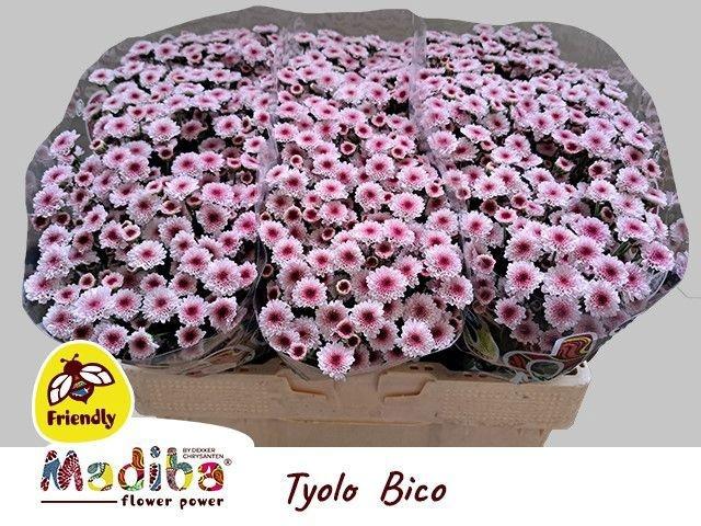 Срезанные цветы оптом Chrys sa madiba bico tyolo от 75шт из Голландии с доставкой по России