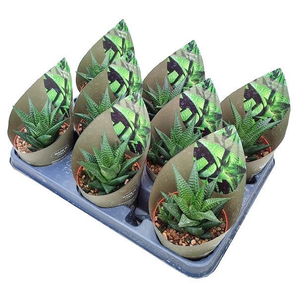 Горшечные цветы и растения оптом Haworthia Limifolia Potcover от 8шт из Голландии с доставкой по России