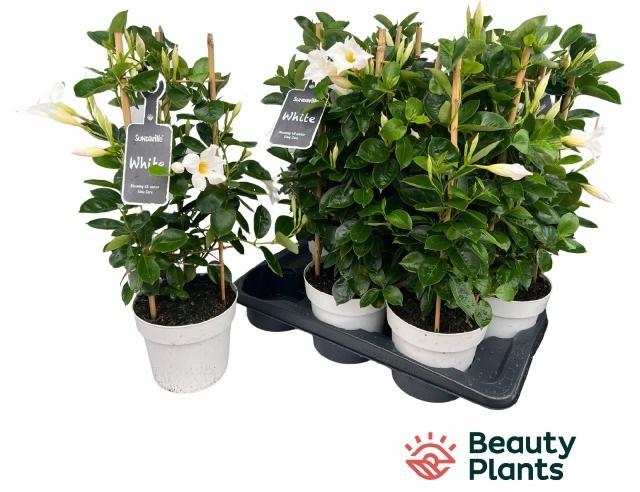 Горшечные цветы и растения оптом Mande Sun White от 6шт из Голландии с доставкой по России