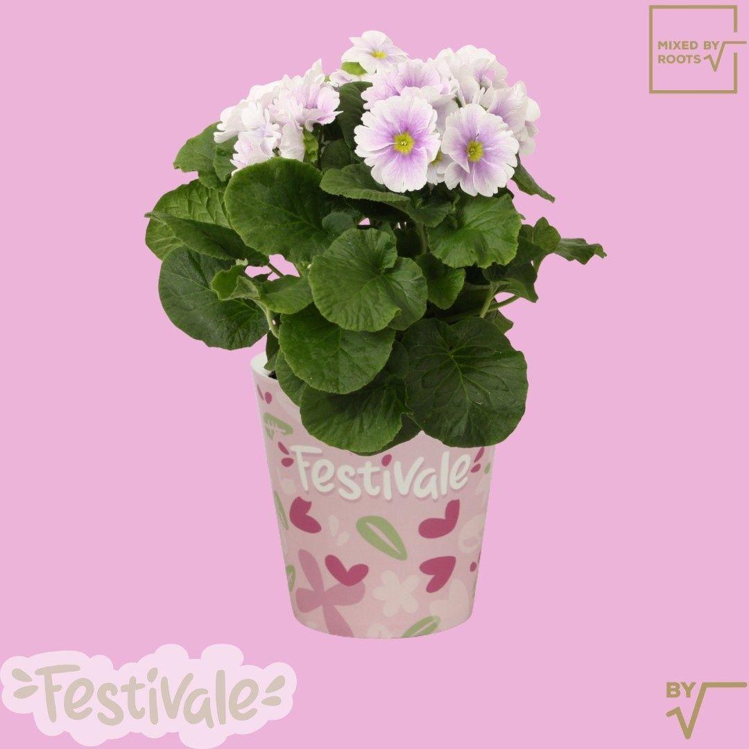 Горшечные цветы и растения оптом Prim Ob Tm Gem от 6шт из Голландии с доставкой по России