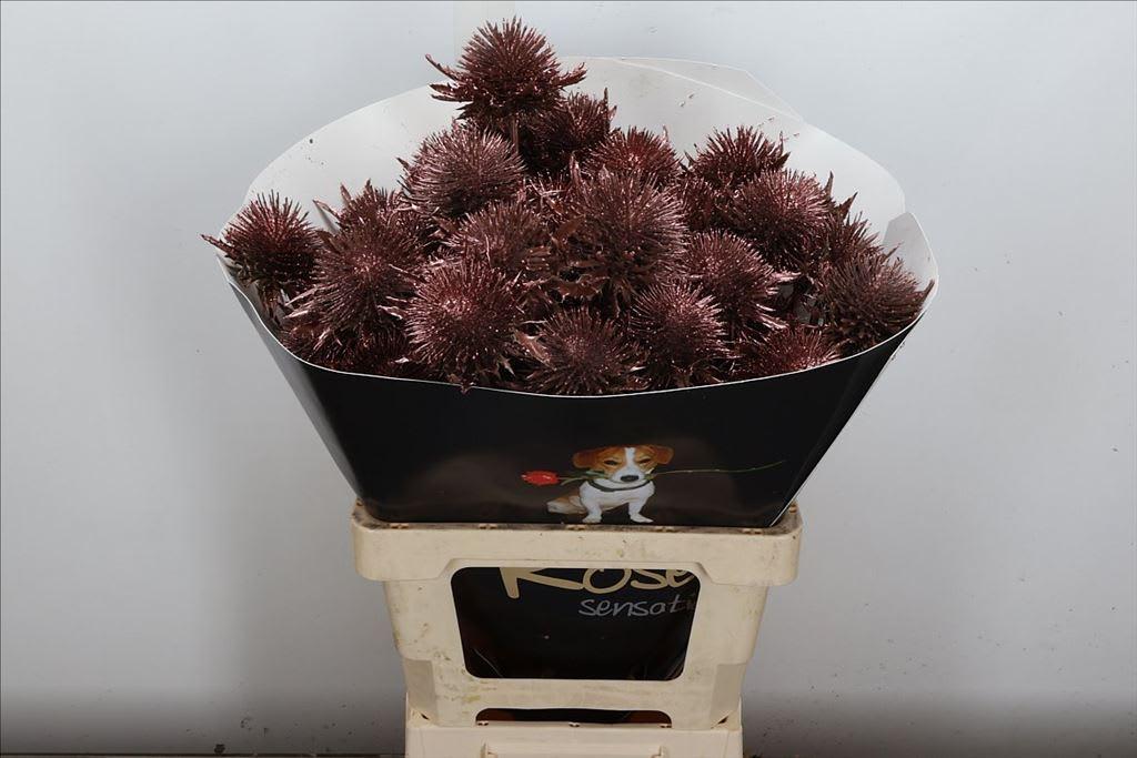 Срезанные цветы оптом Eryngium wax copper от 10шт из Голландии с доставкой по России