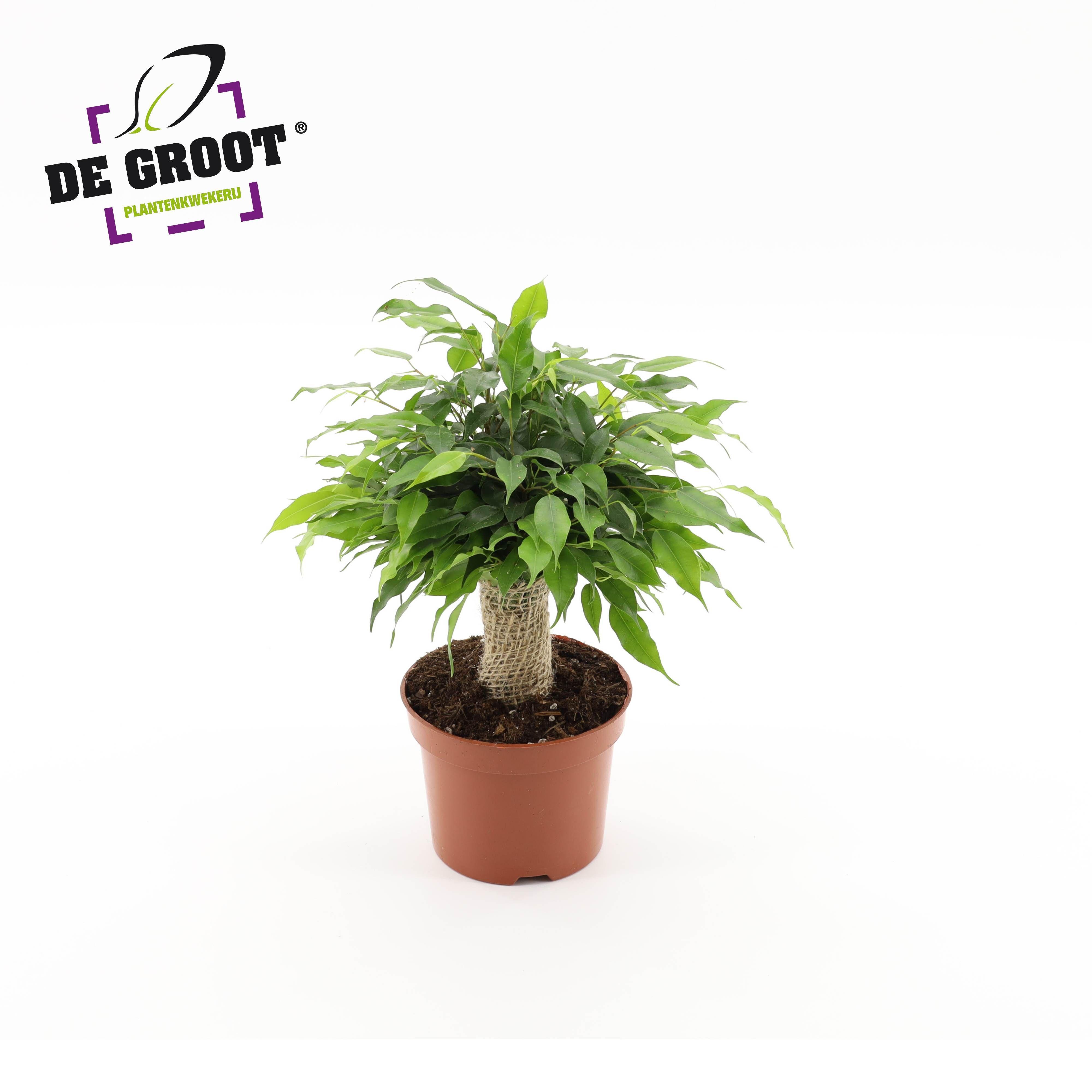 Горшечные цветы и растения оптом Ficus Be Green Kinky Jute от 10шт из Голландии с доставкой по России