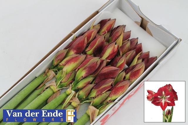 Срезанные цветы оптом Hippeastrum barbados от 15шт из Голландии с доставкой по России