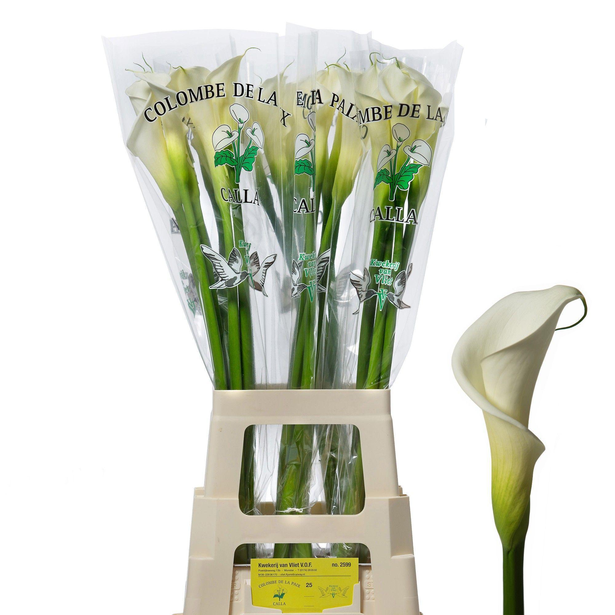 Срезанные цветы оптом Zantedeschia ae colombe de la paix от 30шт. из Голландии с доставкой по России