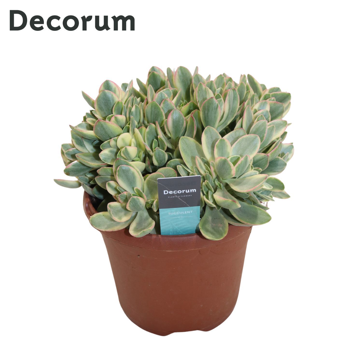 Горшечные цветы и растения оптом Crassula Rusby Variagata от 4шт из Голландии с доставкой по России