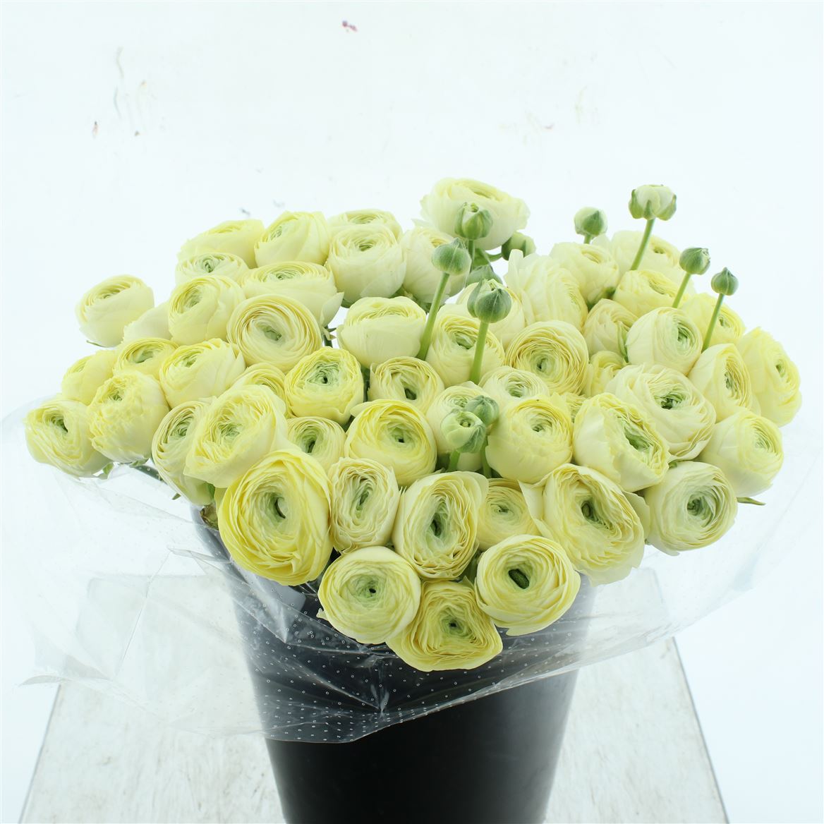 Срезанные цветы оптом Ranunculus succes commedia от 50шт из Голландии с доставкой по России