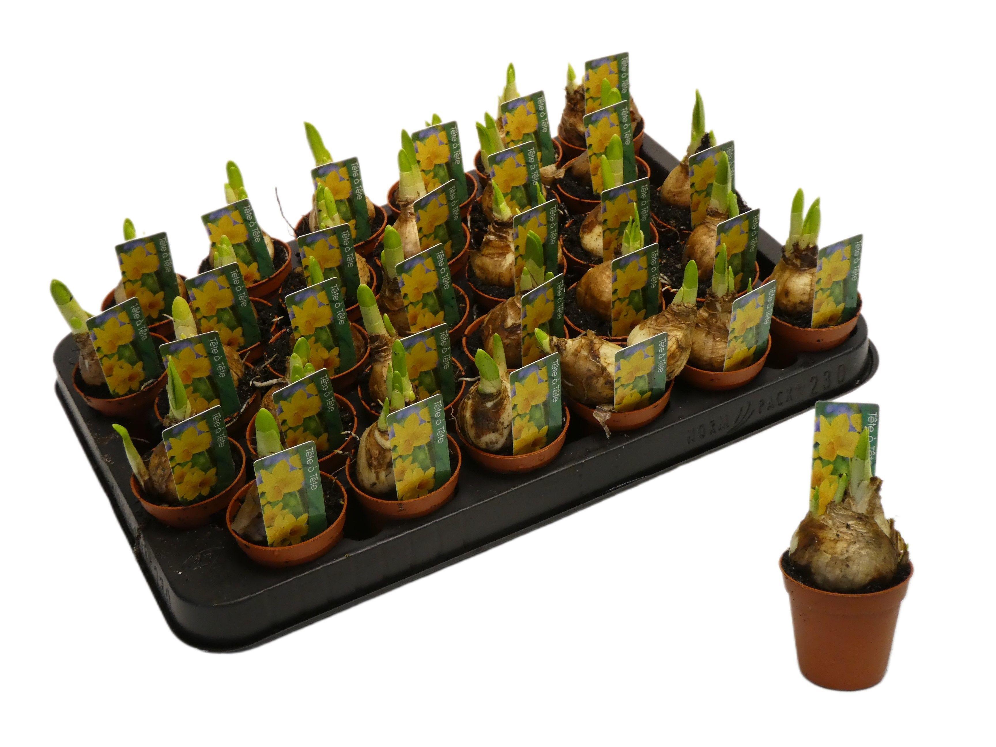 Горшечные цветы и растения оптом Narcissus Tete-a-tete от 30шт (для телеги) из Голландии с доставкой по России Горшечные цветы и растения оптом Narcissus Tete-a-tete от 30шт (для телеги) из Голландии с доставкой по России