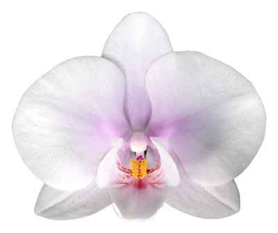 Срезанные цветы оптом Phalaenopsis okayama (per stem) от 4шт из Голландии с доставкой по России