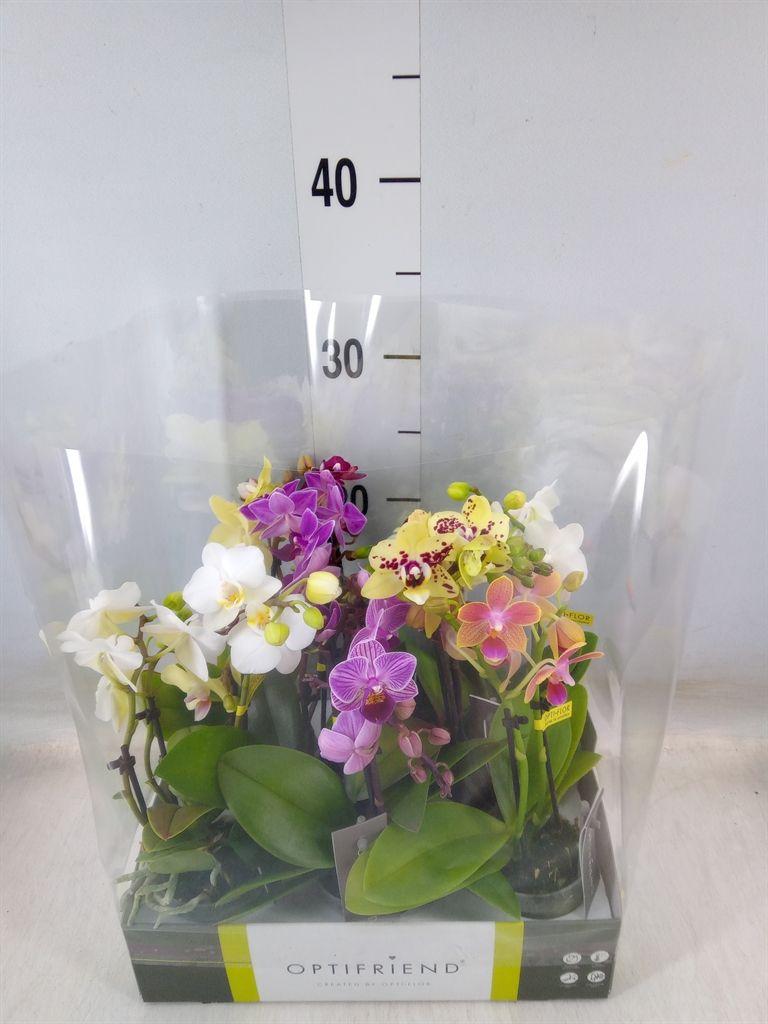 Горшечные цветы и растения оптом Phalaenopsis Multi.   ...mix  5 от 8шт (для телеги) из Голландии с доставкой по России