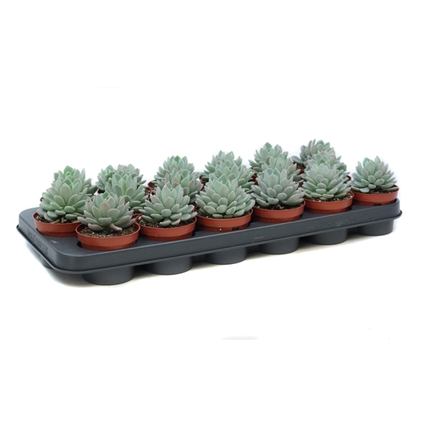 Горшечные цветы и растения оптом Echeveria Elegans от 18шт из Голландии с доставкой по России