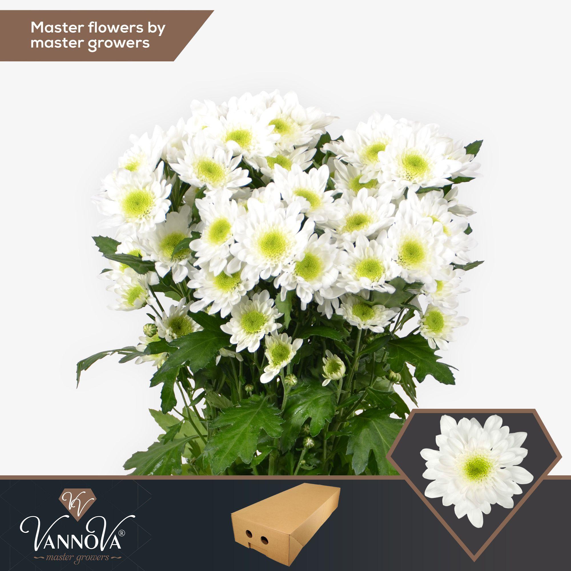 Срезанные цветы оптом Chrys sp radost от 160шт. из Голландии с доставкой по России