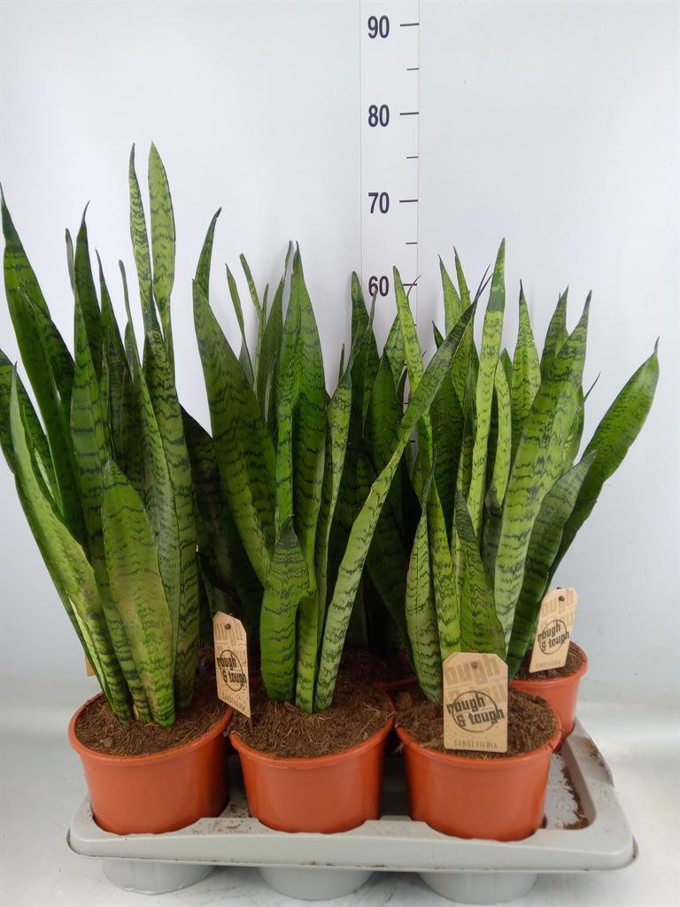 Горшечные цветы и растения оптом Sansevieria Zeylanica от 6шт из Голландии с доставкой по России