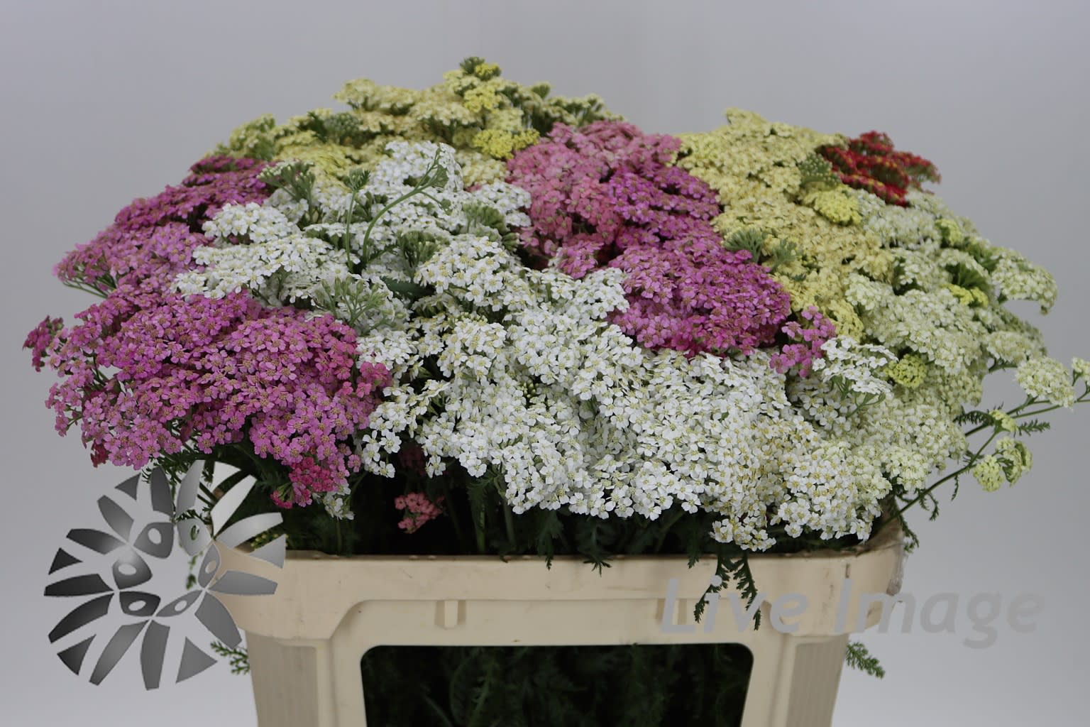 Срезанные цветы оптом Achillea mix in the bucket от 100шт из Голландии с доставкой по России