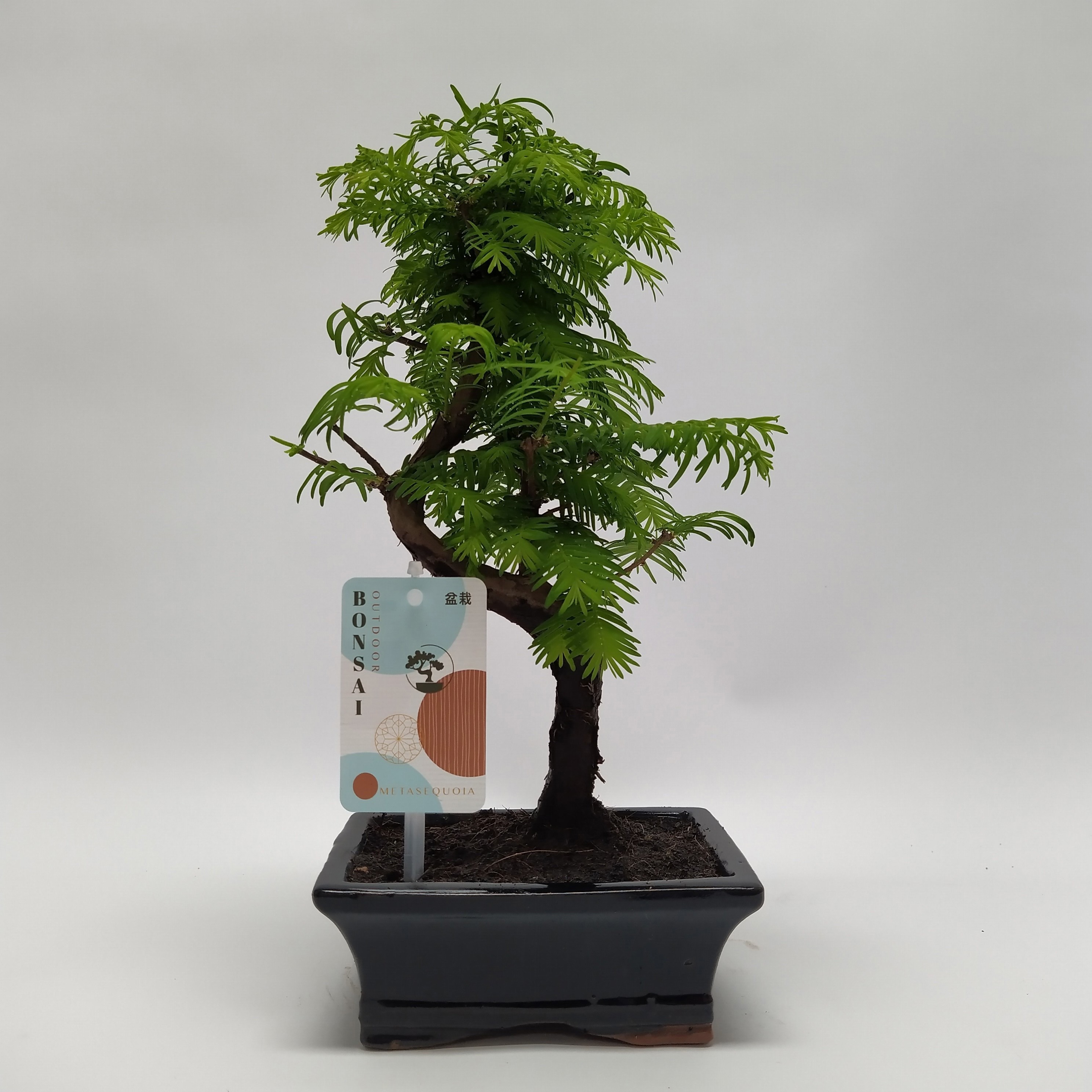 Горшечные цветы и растения оптом Metasequoia S-shape Outdoor Bonsai 15 Cm от 8шт из Голландии с доставкой по России