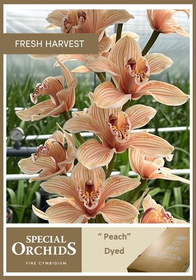 Срезанные цветы оптом Cymbidium paint peach от 10шт из Голландии с доставкой по России