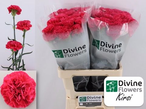 Срезанные цветы оптом Dianthus st kirsi от 80шт из Голландии с доставкой по России