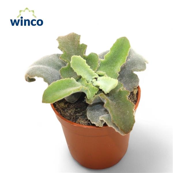 Горшечные цветы и растения оптом Kalanchoe Maltese Cross от 20шт (для телеги) из Голландии с доставкой по России Горшечные цветы и растения оптом Kalanchoe Maltese Cross от 20шт (для телеги) из Голландии с доставкой по России