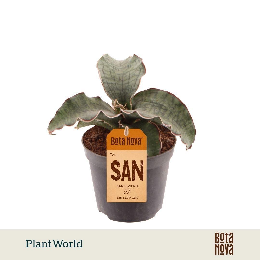 Горшечные цветы и растения оптом Sansevieria Kirkii silver Blue от 12шт (для телеги) из Голландии с доставкой по России